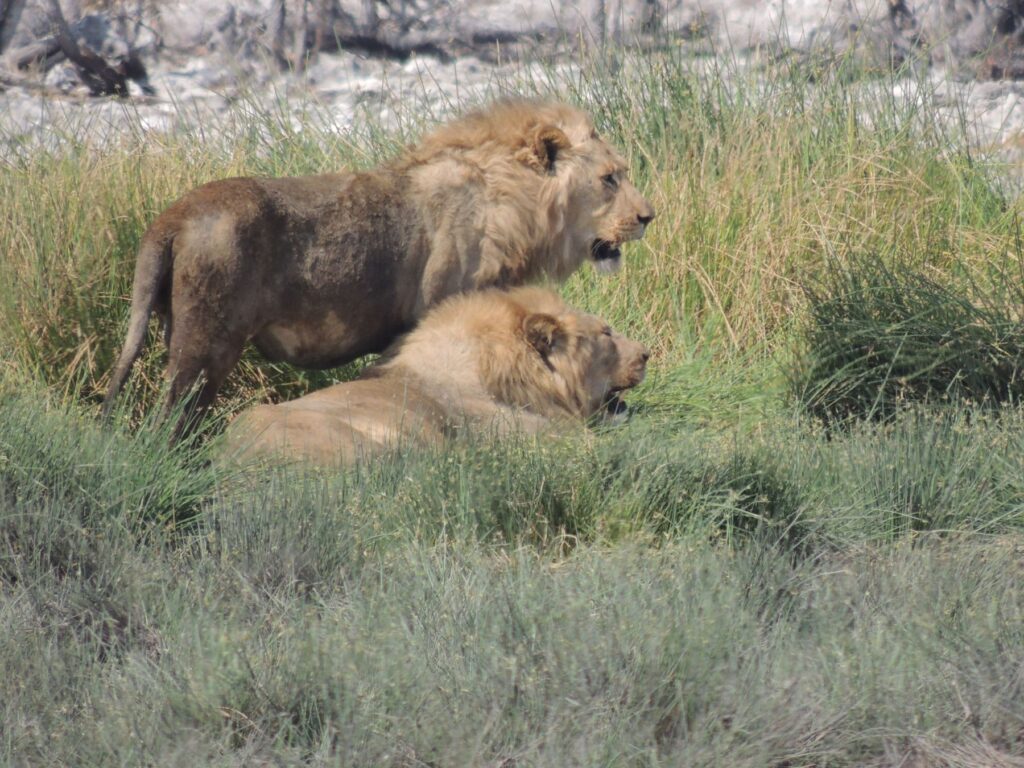 20150916_080116000_iOS 2