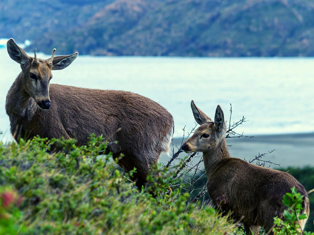 Aventura_Austral_album (15)