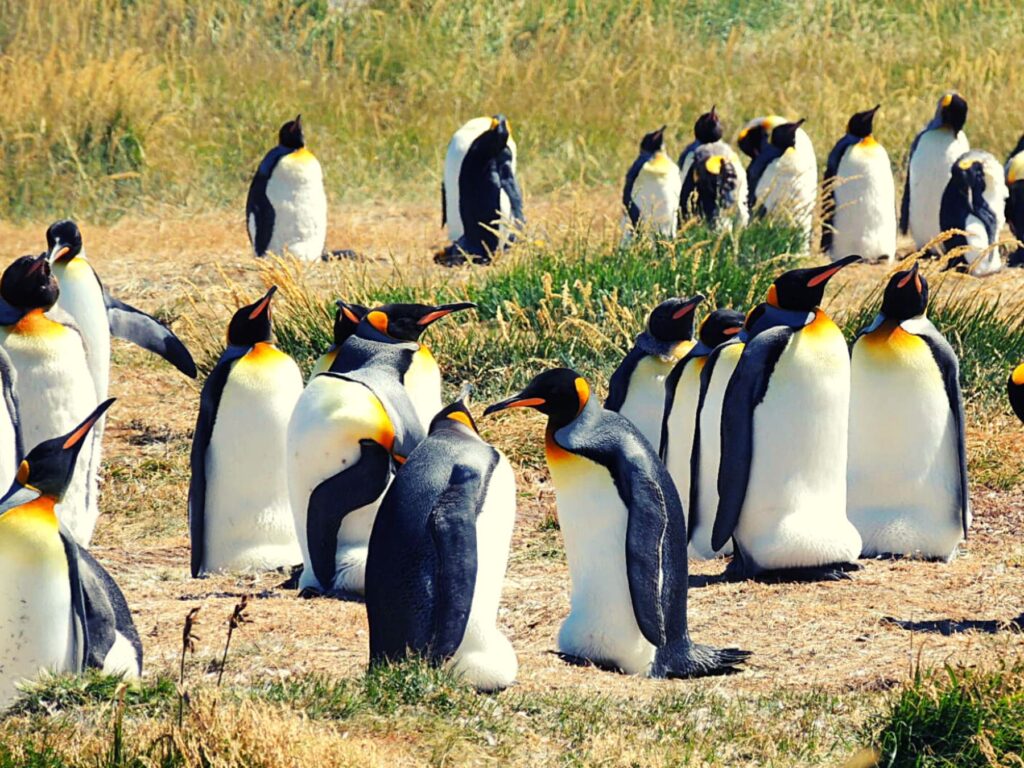 Aventura_Austral_album (6)