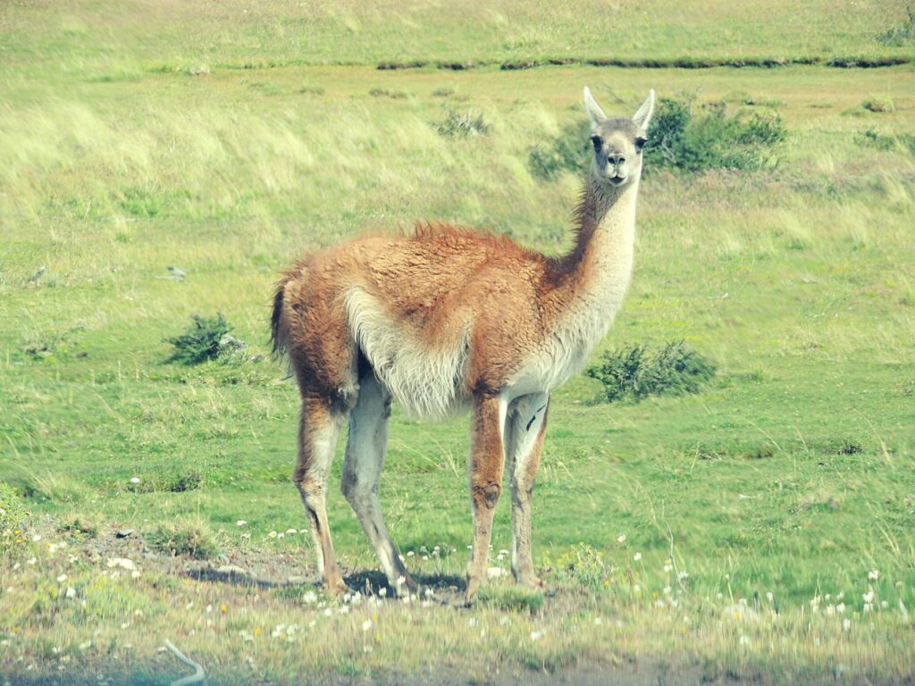 Aventura_Austral_album (7)