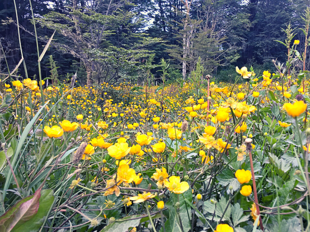 Aventura_Austral_albumb (1)