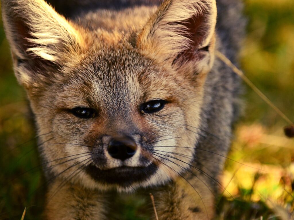 Aventura_Austral_albumb (7)