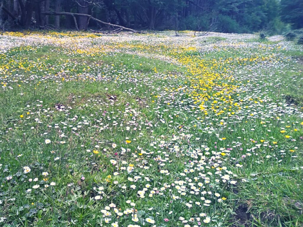 Aventura_Austral_albumb (9)