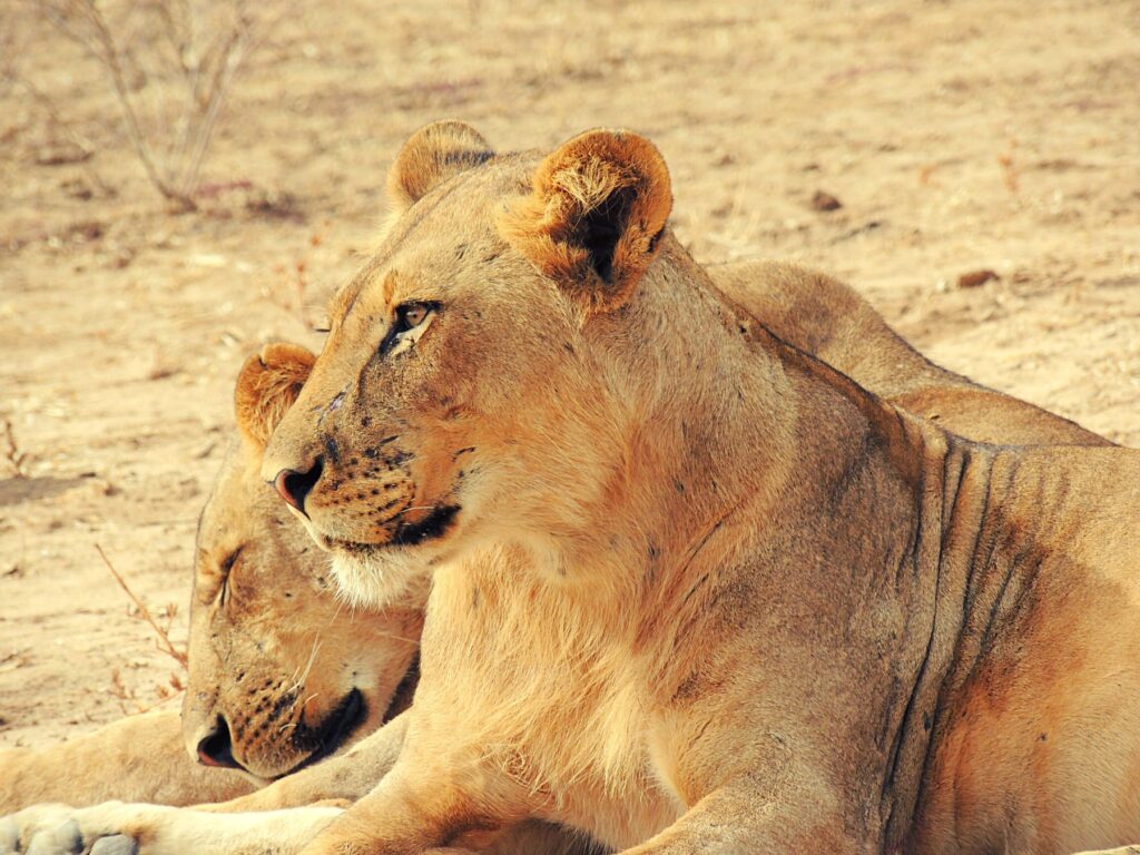 Safari Zambia_carrossel_ (1)