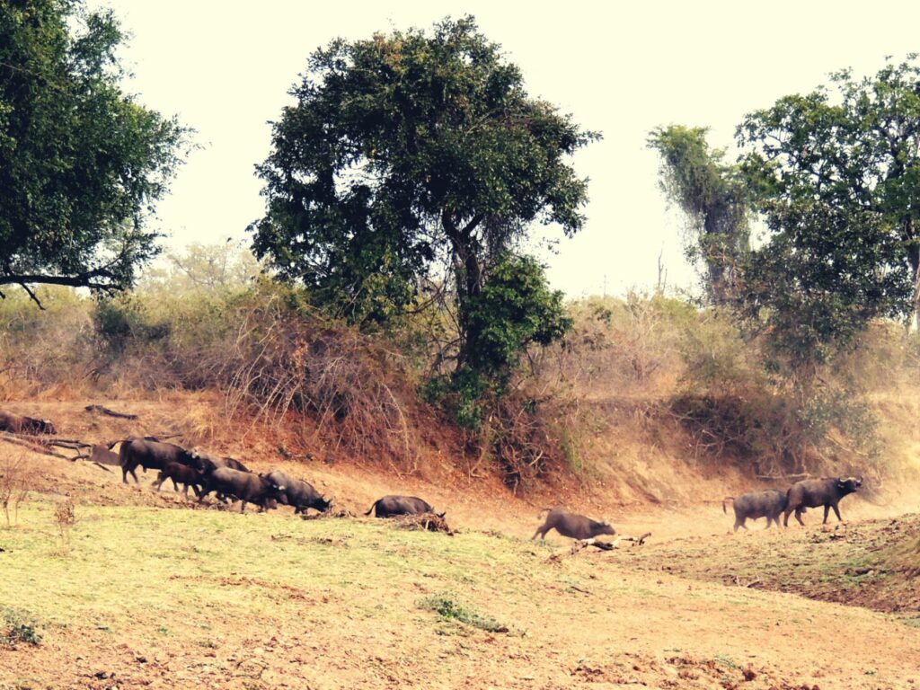 Safari Zambia_carrossel_ (10)