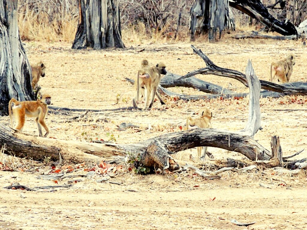 Safari Zambia_carrossel_ (11)