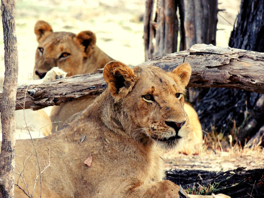 Safari Zambia_carrossel_ (12)