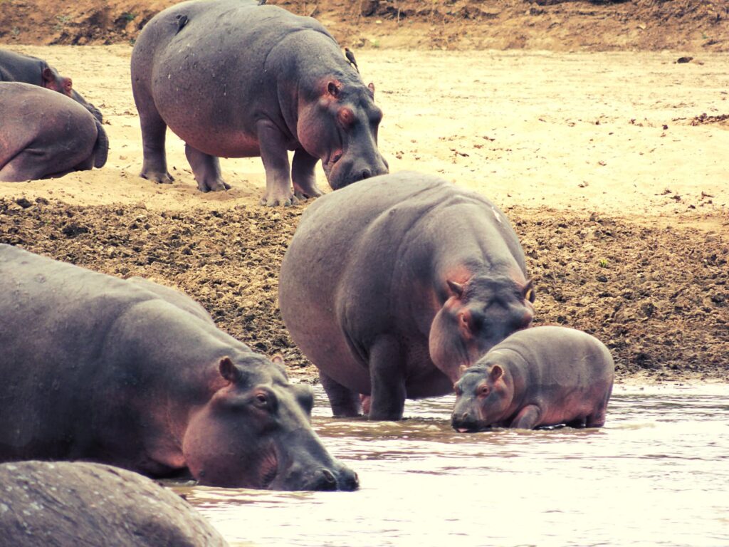 Safari Zambia_carrossel_ (15)