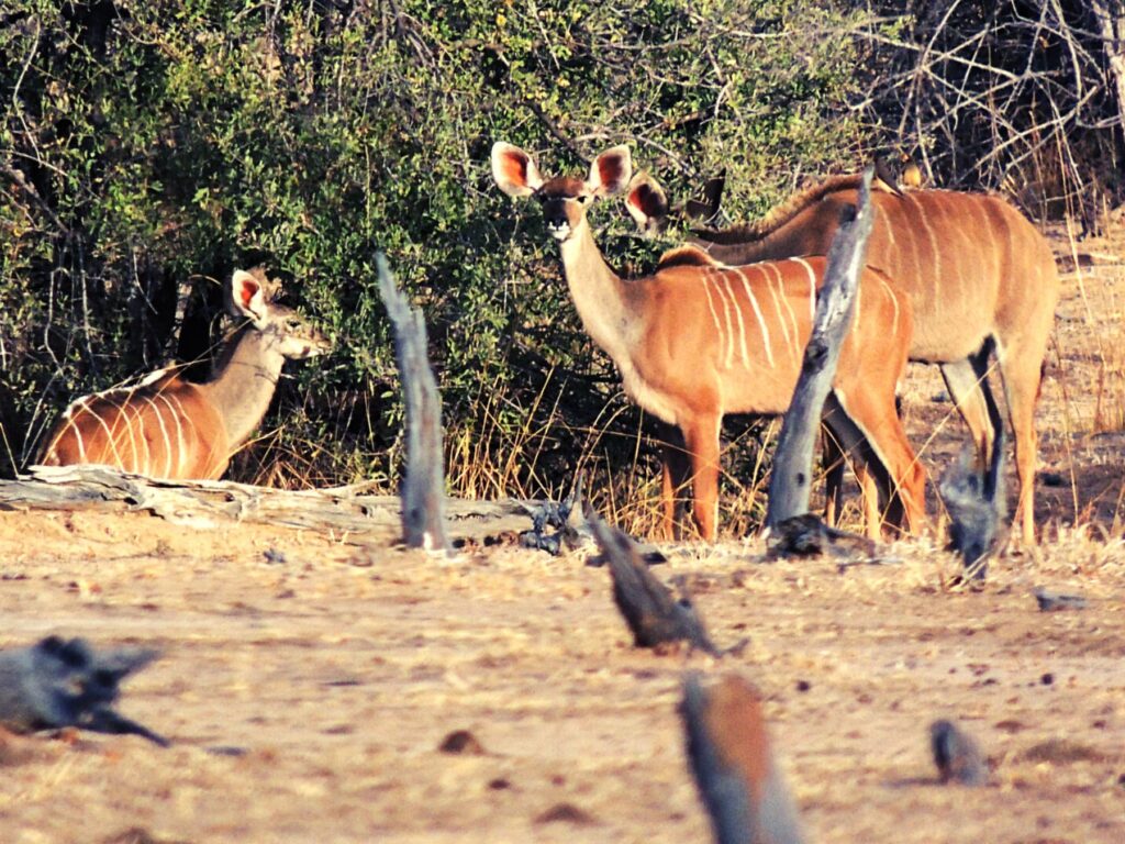 Safari Zambia_carrossel_ (16)