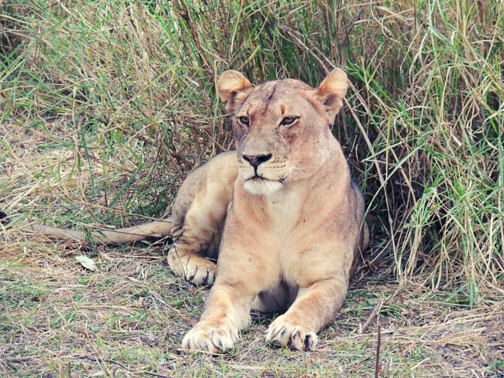 Safari Zambia_carrossel_ (17)