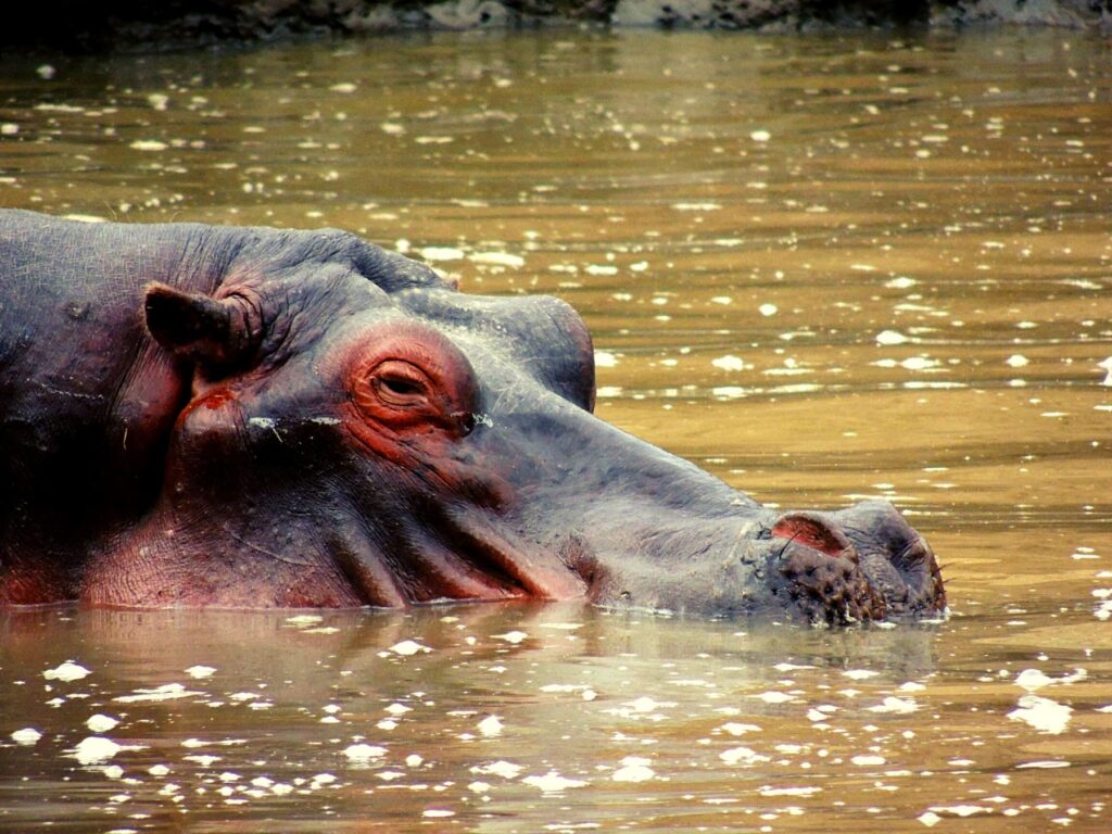 Safari Zambia_carrossel_ (18)