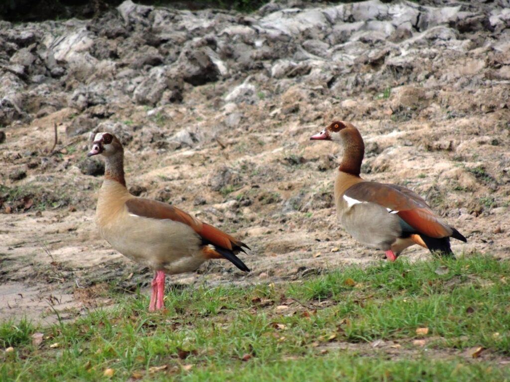 Safari Zambia_carrossel_ (19)