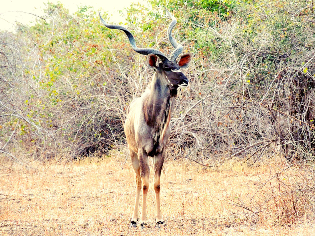 Safari Zambia_carrossel_ (20)