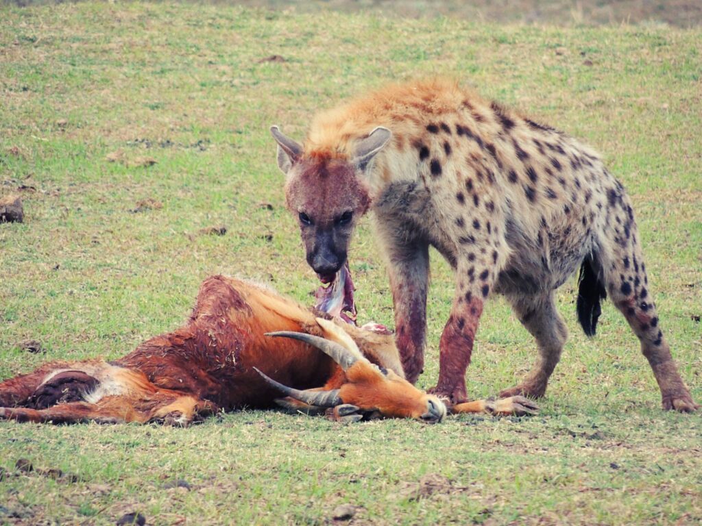 Safari Zambia_carrossel_ (21)