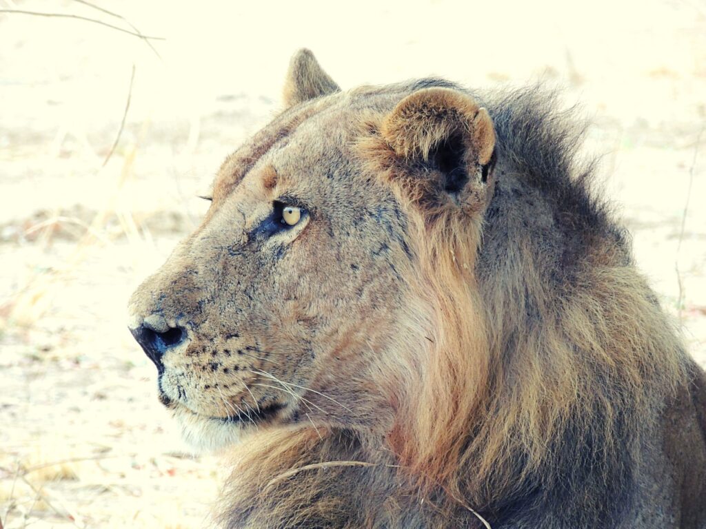 Safari Zambia_carrossel_ (22)