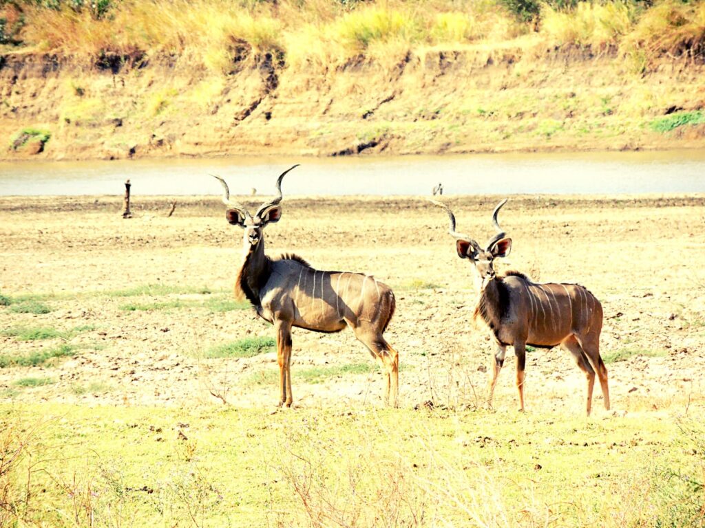 Safari Zambia_carrossel_ (23)