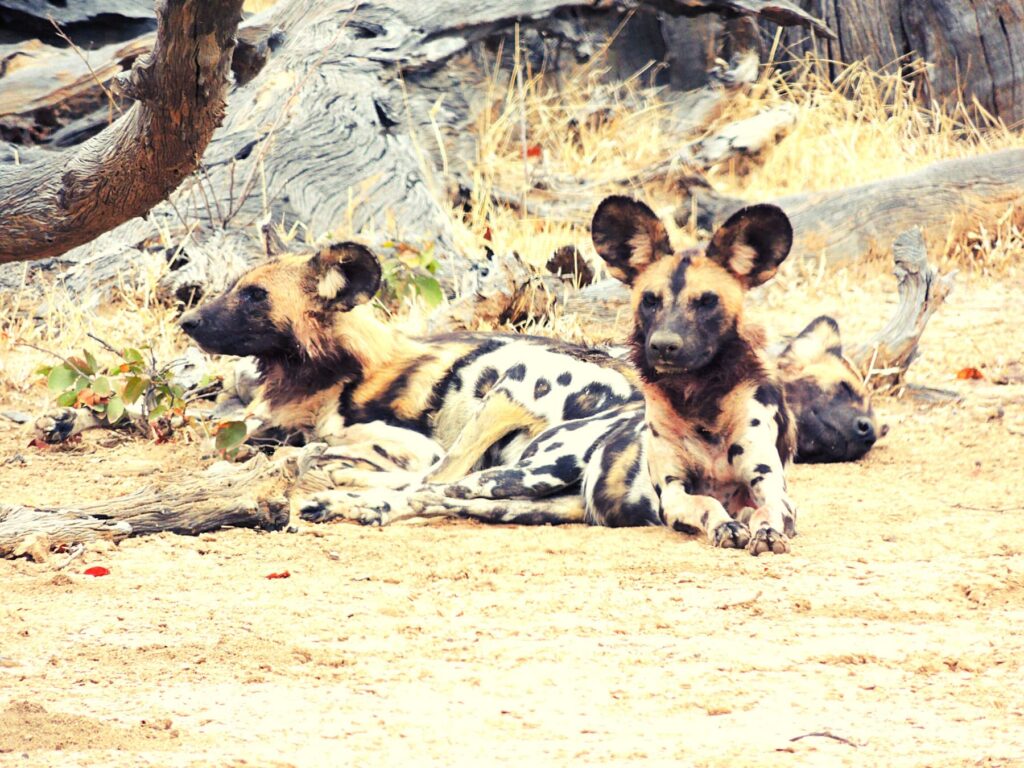 Safari Zambia_carrossel_ (24)