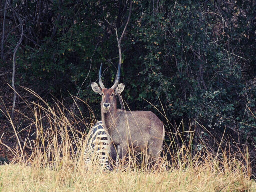 Safari Zambia_carrossel_ (26)