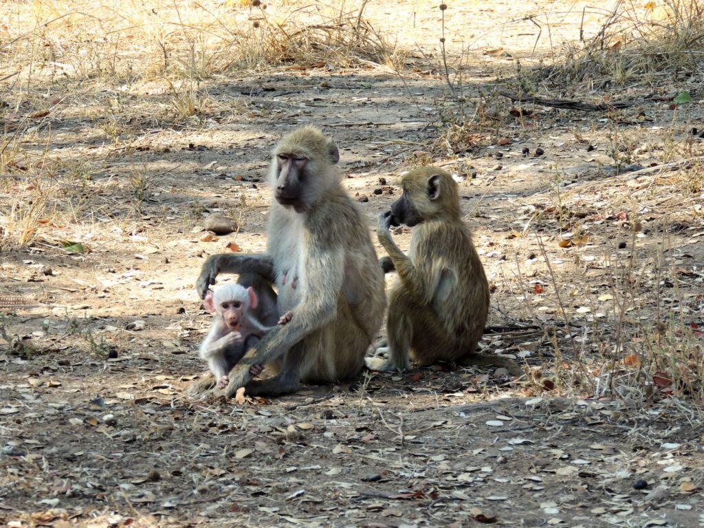 Safari Zambia_carrossel_ (27)