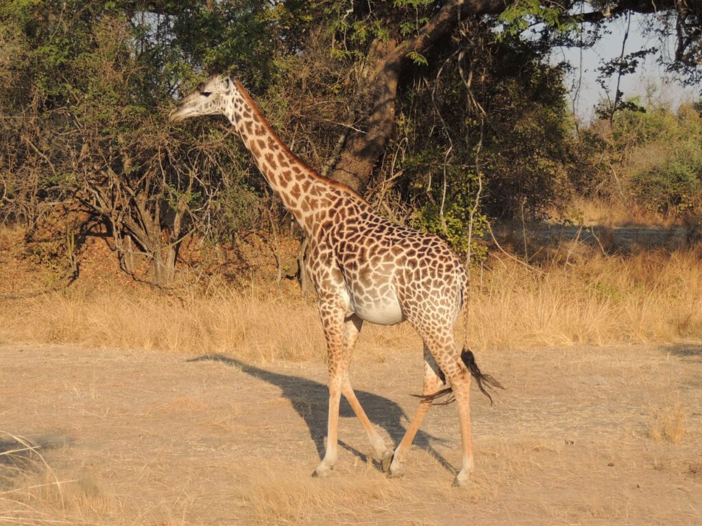Safari Zambia_carrossel_ (29)