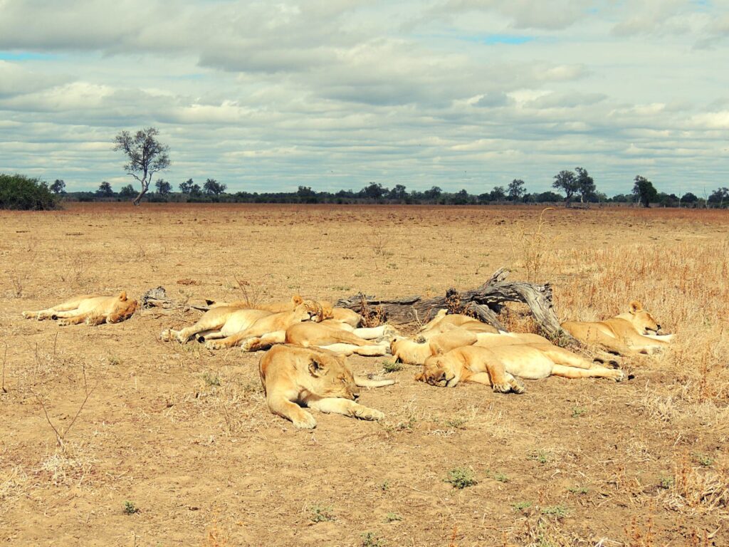 Safari Zambia_carrossel_ (3)