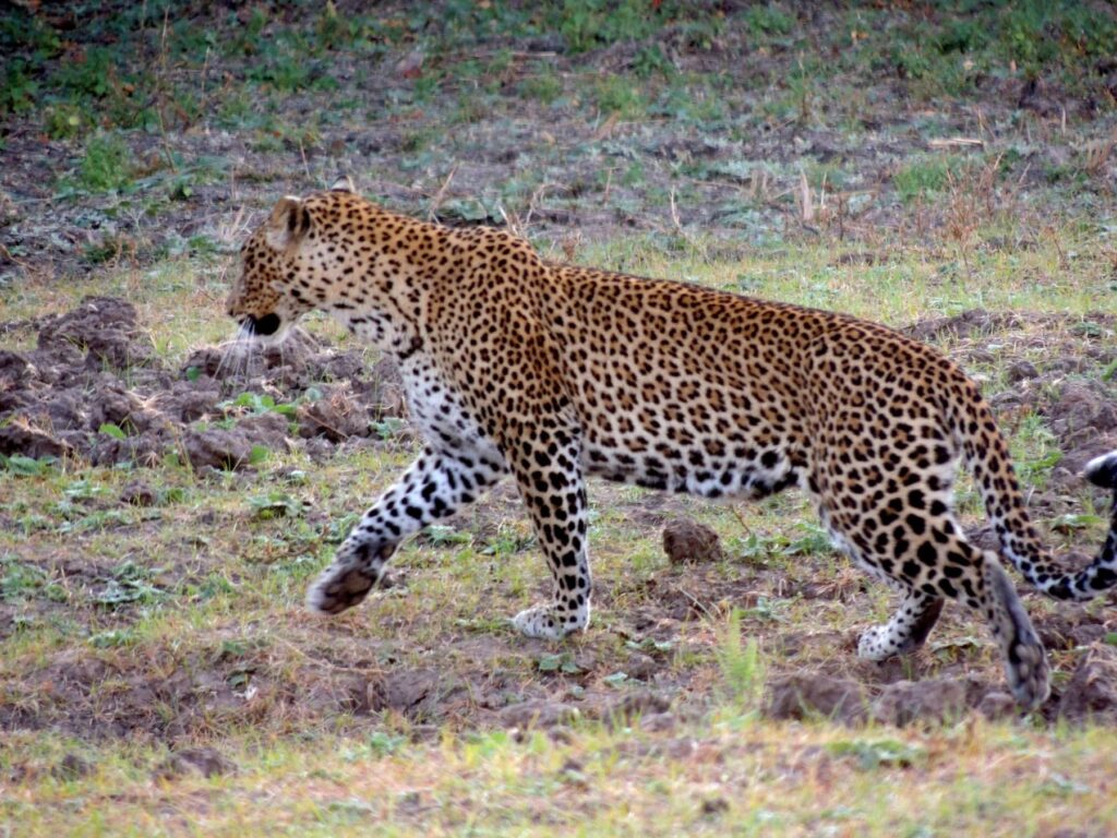 Safari Zambia_carrossel_ (30)