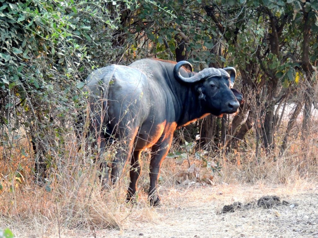 Safari Zambia_carrossel_ (4)