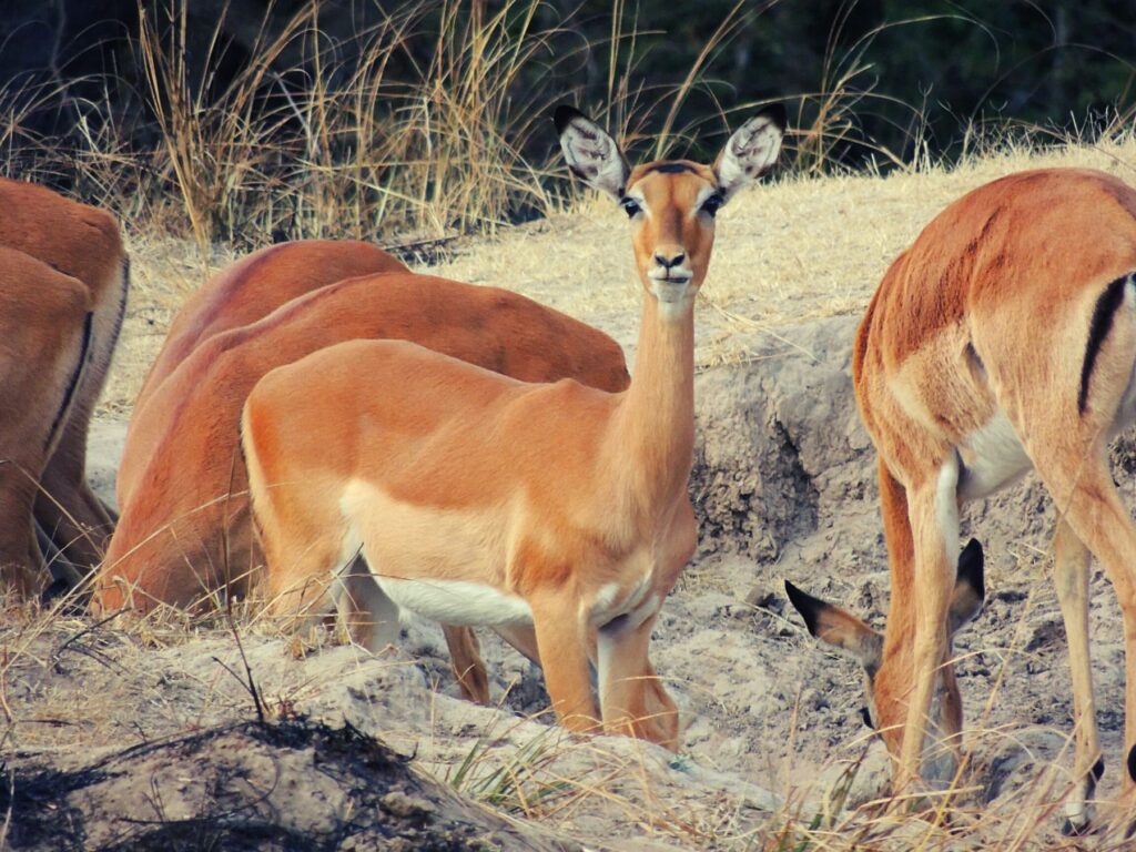 Safari Zambia_carrossel_ (5)