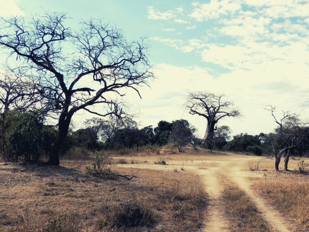 Safari Zambia_carrossel_ (6)