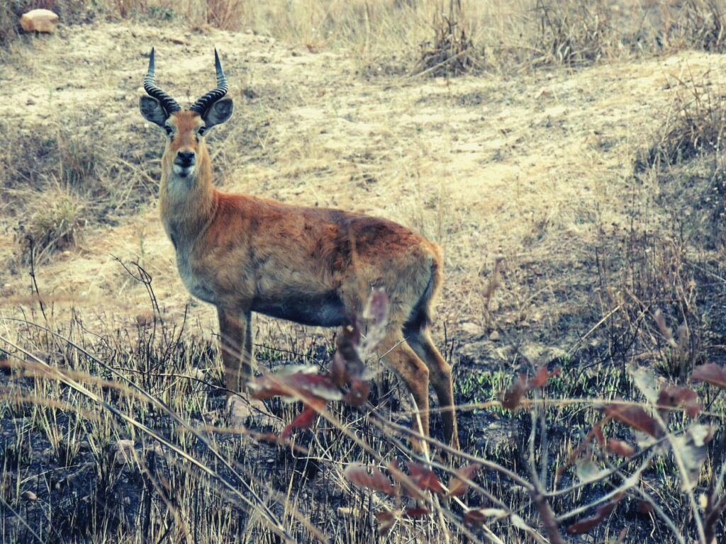 Safari Zambia_carrossel_ (7)