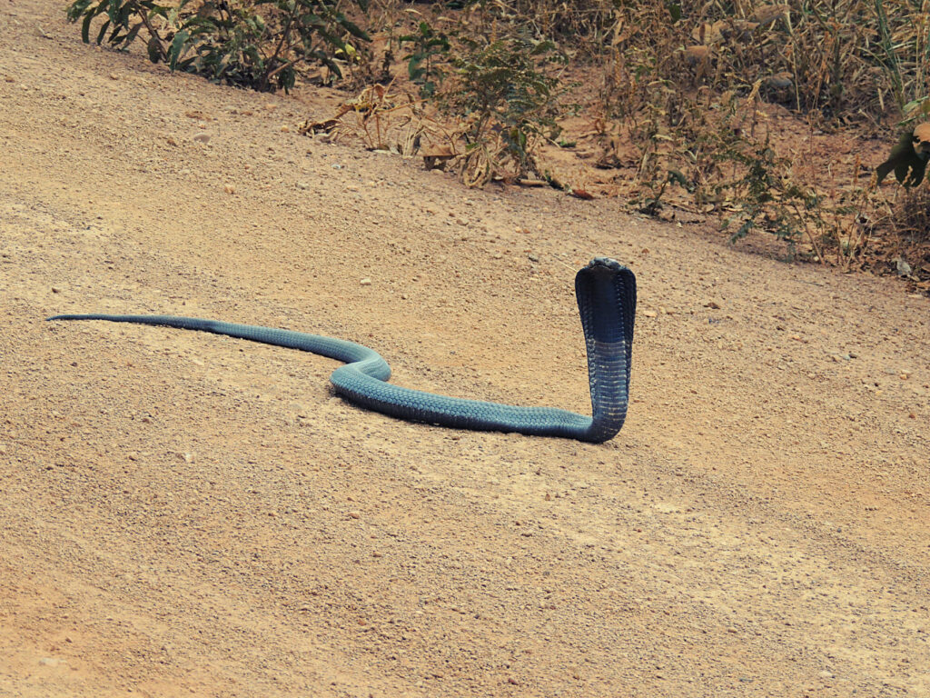 Safari Zambia_carrossel_ (8)