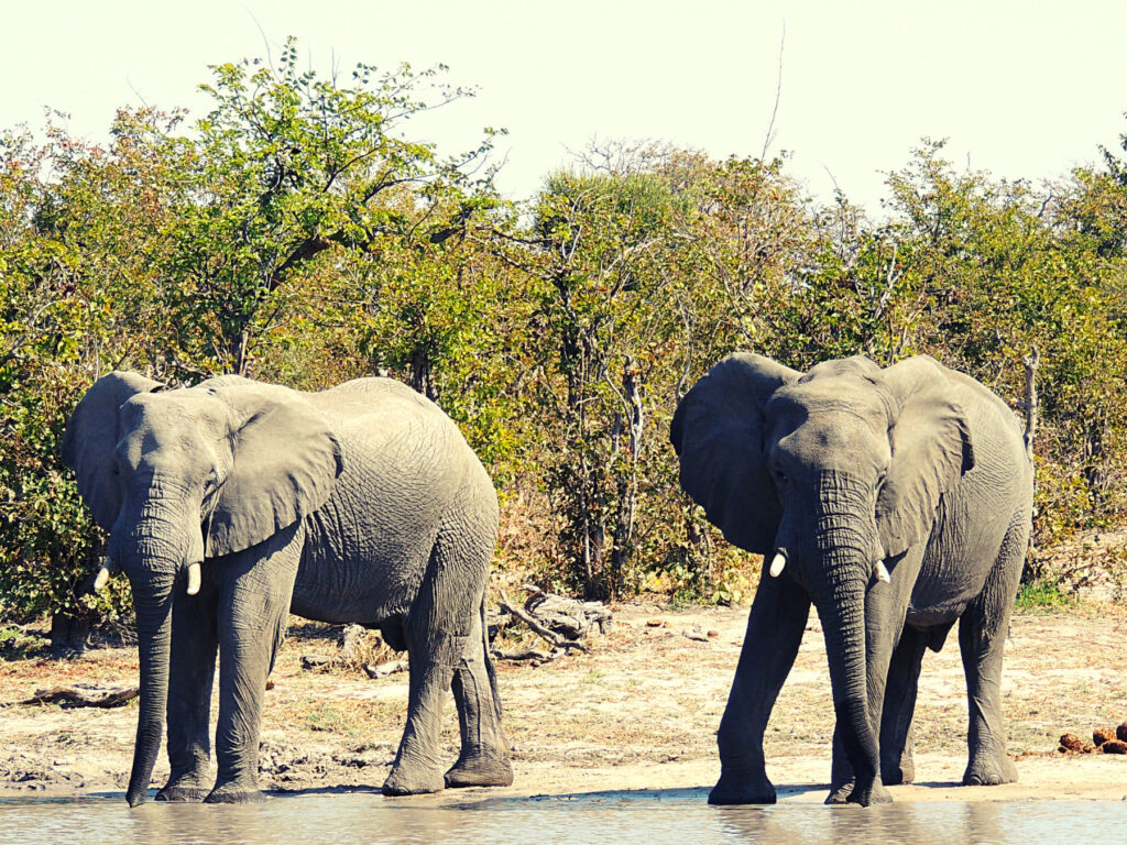 Safari_Botswana_album (13)