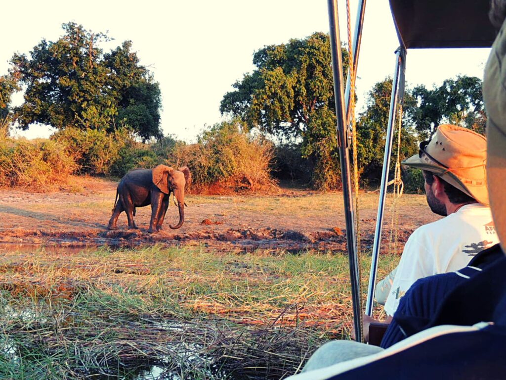 Safari_Botswana_album (15)