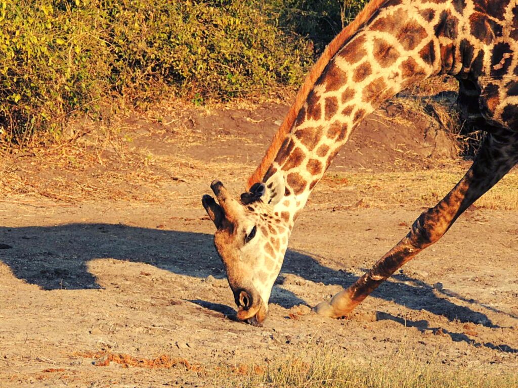 Safari_Botswana_album (16)