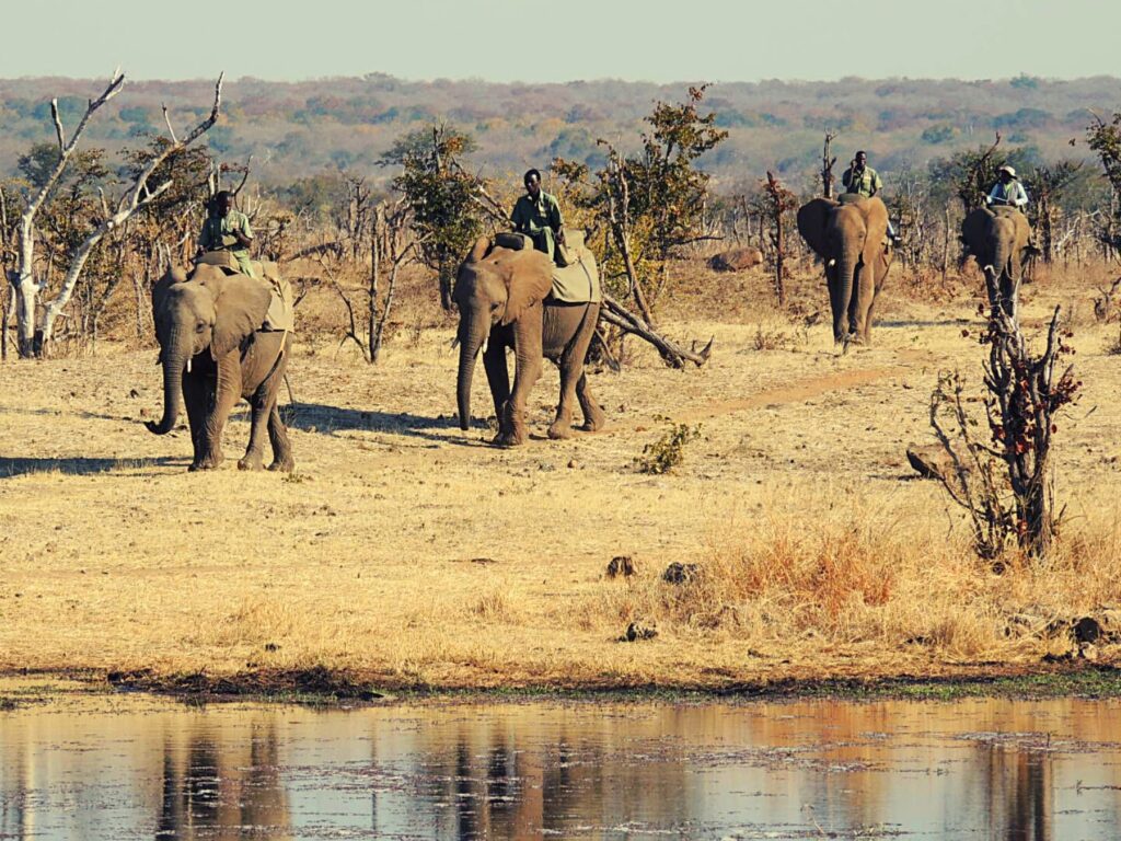 Safari_Botswana_album (18)
