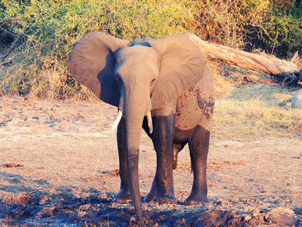 Safari_Botswana_album (2)