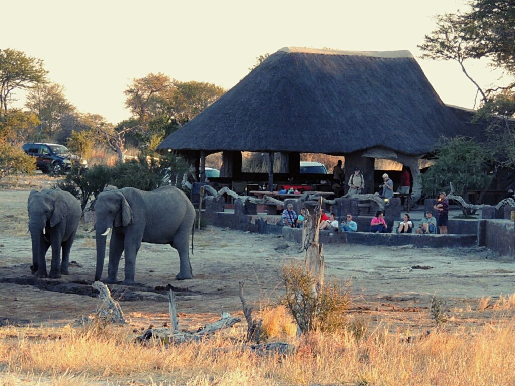 Safari_Botswana_album (22)