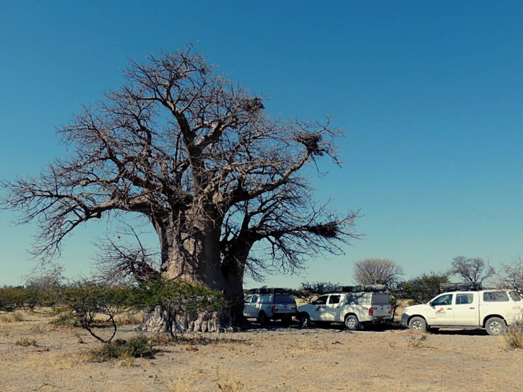 Safari_Botswana_album (23)