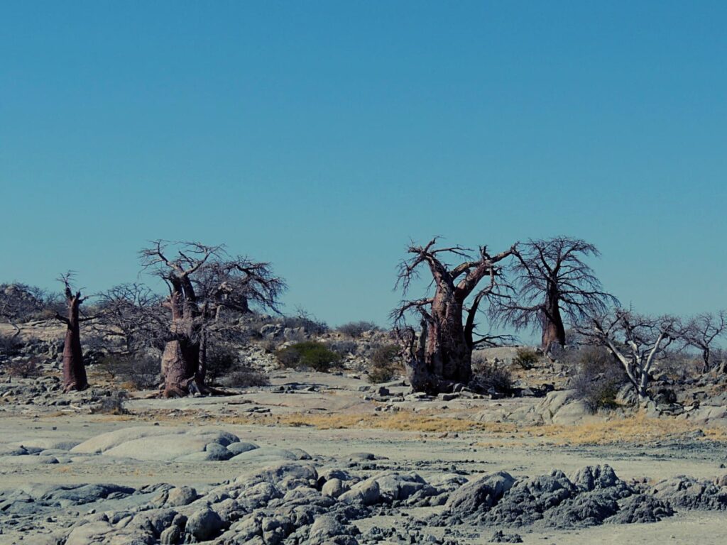 Safari_Botswana_album (25)