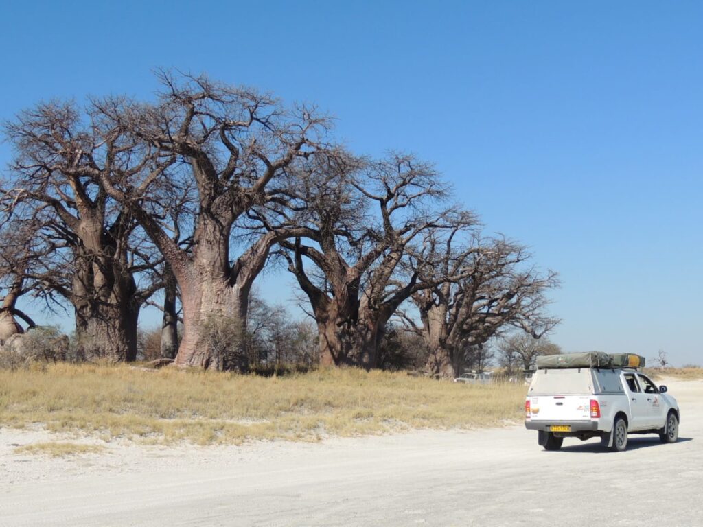 Safari_Botswana_album (26)