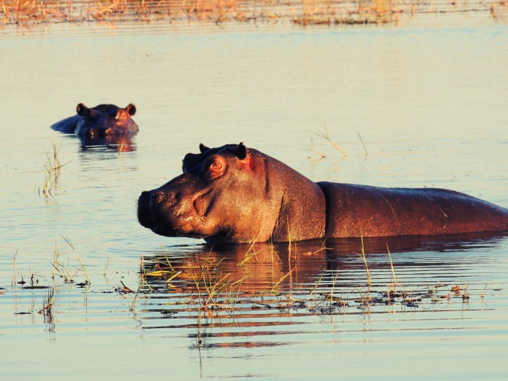 Safari_Botswana_album (5)