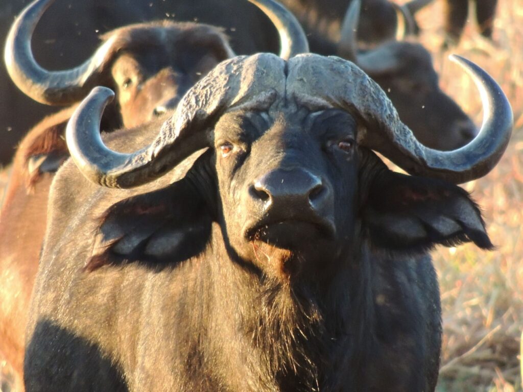 Safari_Botswana_album (7)