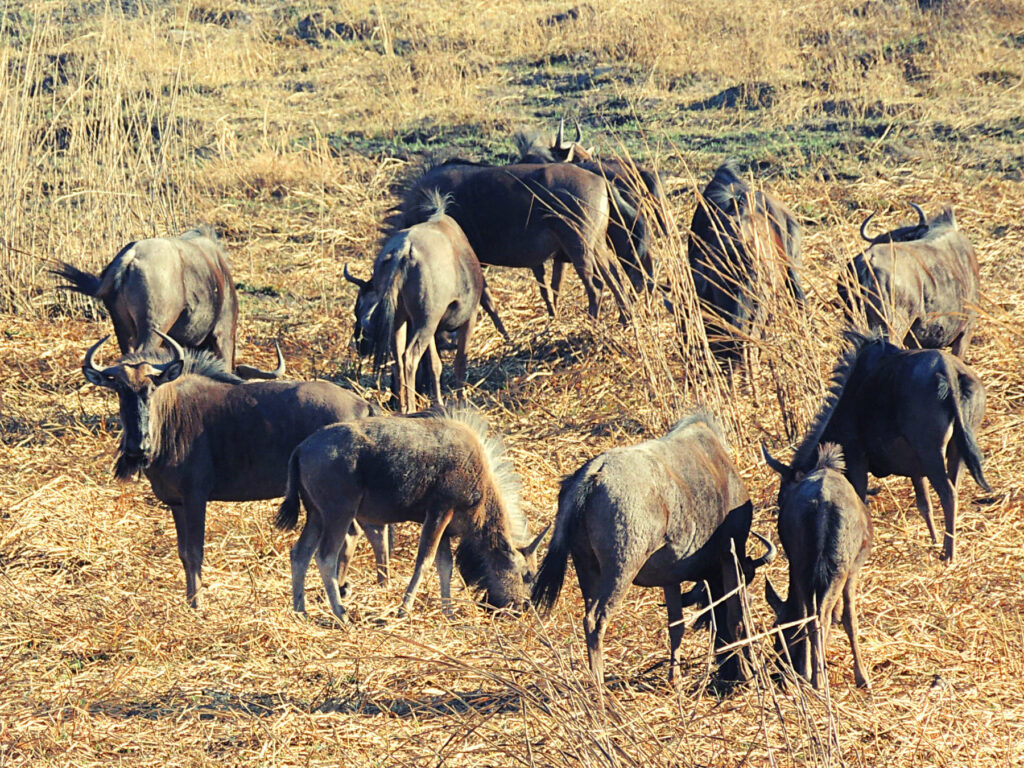 Safari_Botswana_album (8)