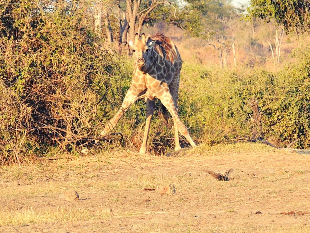 Safari_Botswana_album (9)